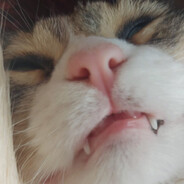 Escacador de pedra - steam id 76561198220188375