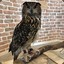 Just an owl