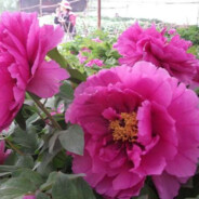 花好月圆丹桂飘香