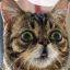 KittyKing18