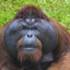 netrpělivý orangutánek