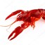 Crayfish