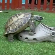 Turtle avatar