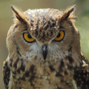 Eagle-owl_san