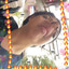 子非鱼  I AM BACK