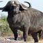 CapeBuffalo