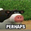 Cow statsssssss