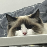 泡芙要天天开心