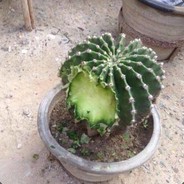 盘丝大仙丶法力无边