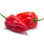 Bhut Jolokia