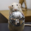 discogerbil