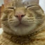 眯眯眼的猫猫