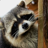 Raccoon