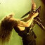 The Dimebag Darrell