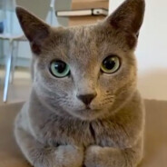 ебатель дырок