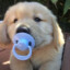 puppy :3