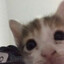 elisq