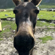 收留失足白富美