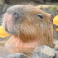 capybara