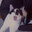 ✪ TopDog ✪