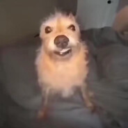 Leooo