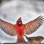 Red_Wing
