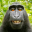 bigblackmonkey