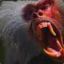 redASS&#039;dBABOON