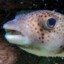 sapatenis