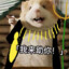 北极光