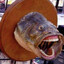 Professional fish's avatar