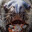 Fecal Freezedry Machine Steam avatar