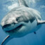 shark