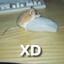 XD