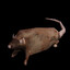 Fattus Rattus