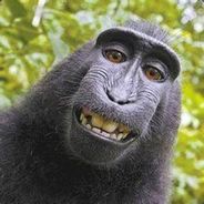 奔跑ing的大马猴