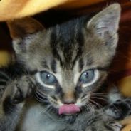 Artok - steam id 76561197971077470
