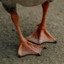 goose feet