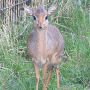 dikdik