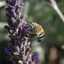 Blue Banded Bee