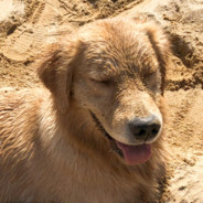 一日为师终身你父