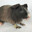 Hairless Guinea Pig
