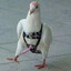 Хулькин Гуй