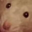 RAT#350542