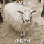 Баран Лизун