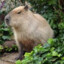 Milcu Capybara