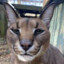 Caracal caracal