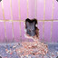Milo_Trixie