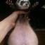 Fat Ferret