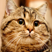 котик ◥▶ᴥ◀◤ - steam id 76561198885923359